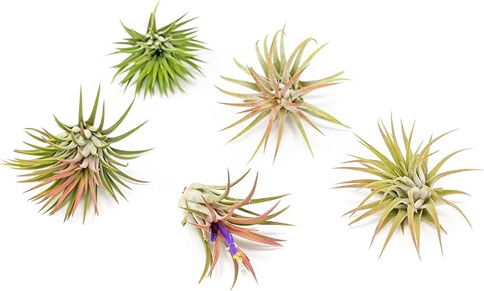 12 Pack Air Plants Ionantha Mexican-Colors and Shape Varies Due to Seasonality-Live Tillandsia Succulent for House Air Plants Holder-Available in Wholesale and Bulk-Easy Care Indoor and Outdoor Plants-VerdiqueGarden