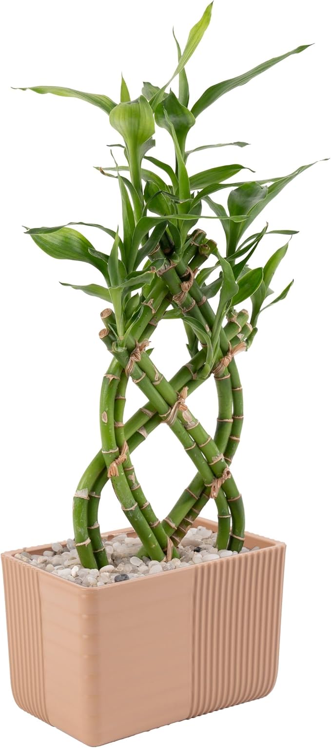 Costa Farms Lucky Bamboo Plant, Easy to Grow Live Houseplant in Indoor Bamboo Pot, Potting Mix, Grower's Choice, Birthday Gift, Home, Office, Plant Shelf Zen Room Decor, 12-Inches Tall-VerdiqueGarden