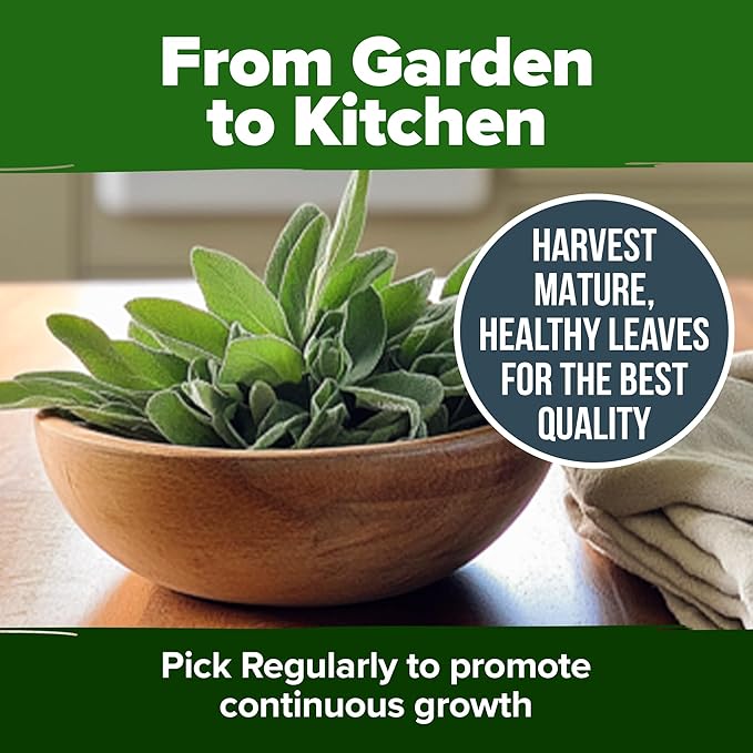 HOME GROWN White Sage Seeds 646 Pack 𝗡𝗢𝗡-𝗚𝗠𝗢, 𝗨𝗦𝗔-𝗦𝗢𝗨𝗥𝗖𝗘𝗗 Heirloom Seeds - Grow Aromatic Sage Plants for Your Herb Seeds Garden with Sage for Planting Outdoor or Indoor (Salvia apiana)-VerdiqueGarden