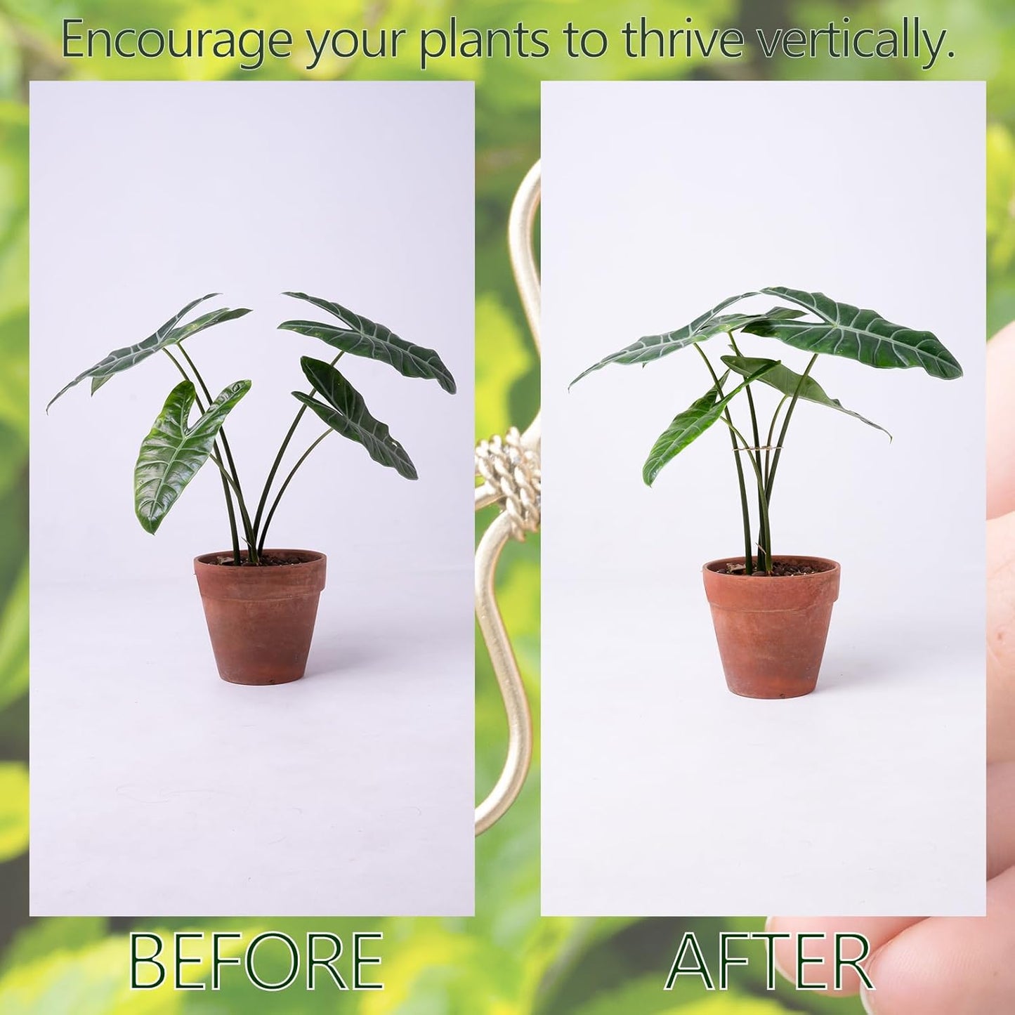 5Pcs Monstera Plant Stem Support Hook (2.75x2.75 inches) - Durable Metal Stem Support for Monstera & Fishbone Cactus, Easy Installation, Ideal Gift for Plant Lovers & Home Decor-VerdiqueGarden