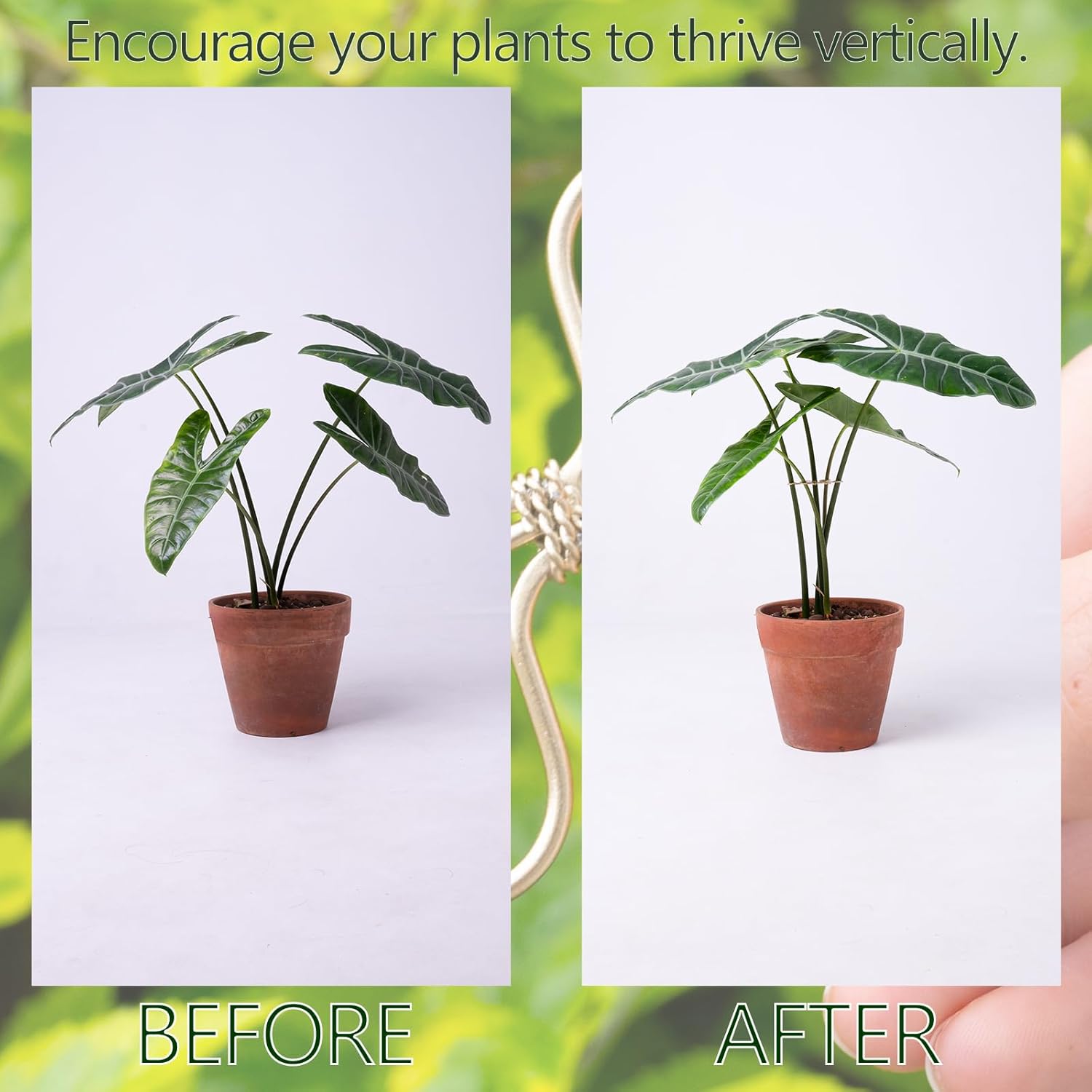 5Pcs Monstera Plant Stem Support Hook (2.75x2.75 inches) - Durable Metal Stem Support for Monstera & Fishbone Cactus, Easy Installation, Ideal Gift for Plant Lovers & Home Decor-VerdiqueGarden