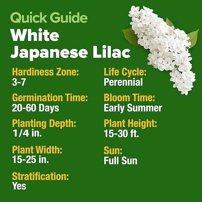 HOME GROWN 𝗨𝗦𝗔 53 White Lilac Flower Seeds Non-GMO, Heirloom Tree Seeds for Planting, Fragrant Flowering Tree Seeds for Landscaping, Pollinator Gardens, and Ornamental Borders (Syringa reticulata)-VerdiqueGarden