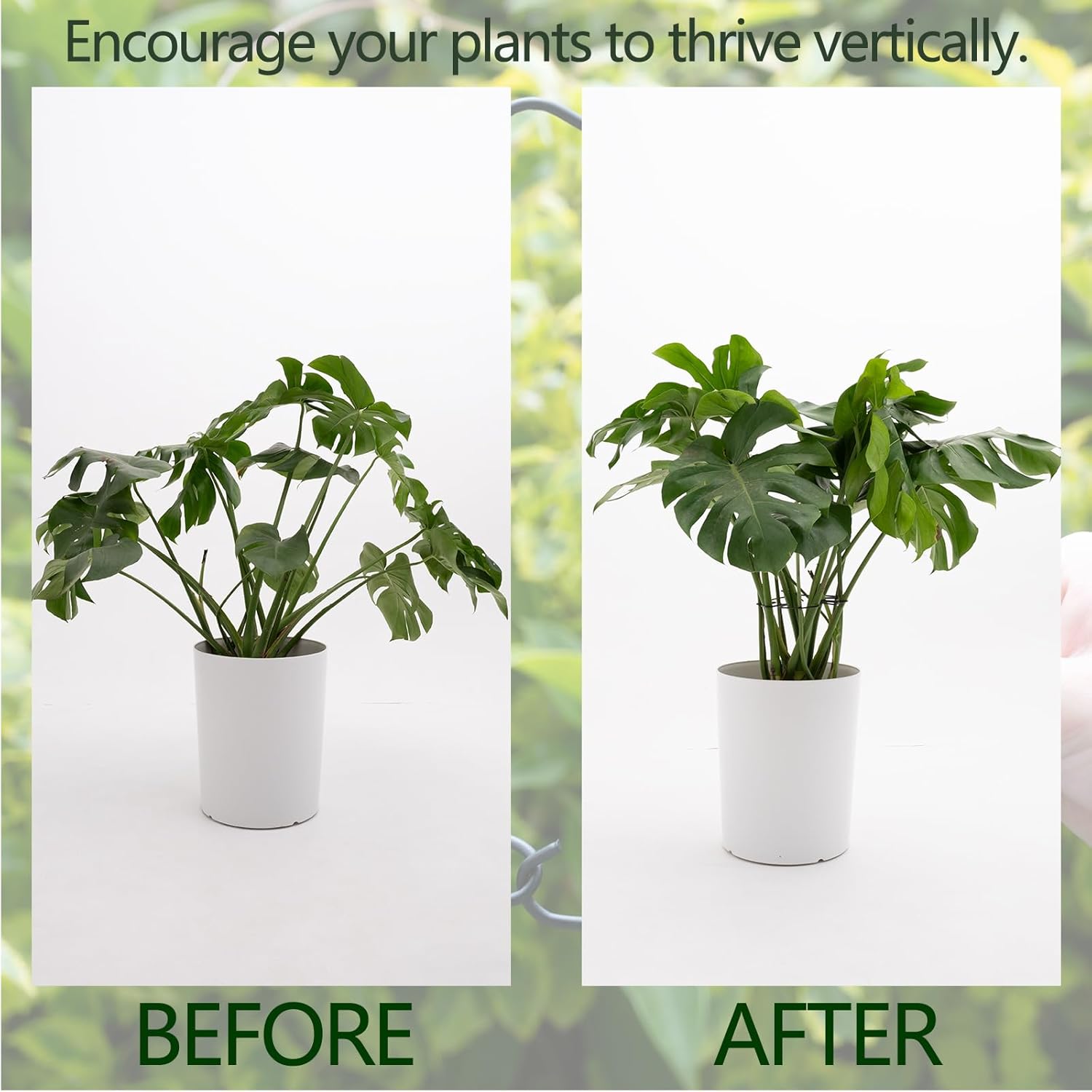 5PCS Monstera Plant Stem Support - 11 * 9.4 Inches, Durable Metal Stake Holder, Adjustable for Indoor Plant Leaf Support. Gentle Clips for Enhanced Stability for Plant Lovers!-VerdiqueGarden