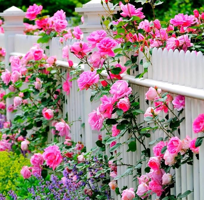 100pcs Pink Climbing Rose Vine Seeds - Amazing Growth and Beautiful Roses - Perennial Heirloom Non-GMO Outdoor-VerdiqueGarden