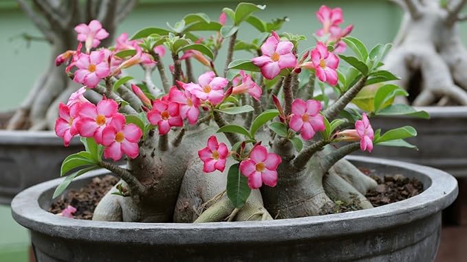 Desert Rose Planting Mix - Provide Your Adenium with an Ideal Growing Environment - 4 QUARTS-VerdiqueGarden