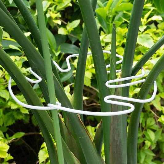 White Monstera Plant Stem Support - 5PCS 7.3x6.25in Durable Adjustable Garden Stake for Indoor Plants, Fishbone Cactus Holder, Innovative Leaf Clip Set, Ideal Tool for Healthy Plant Growth-VerdiqueGarden