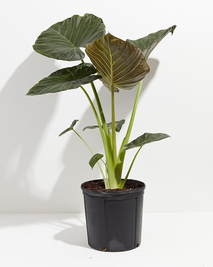 Premium Elephant Ear Plant Soil Mix by Gardenera - Nourishing Formula for Impressive Growth and Eye-Catching Foliage - 5 Quart-VerdiqueGarden