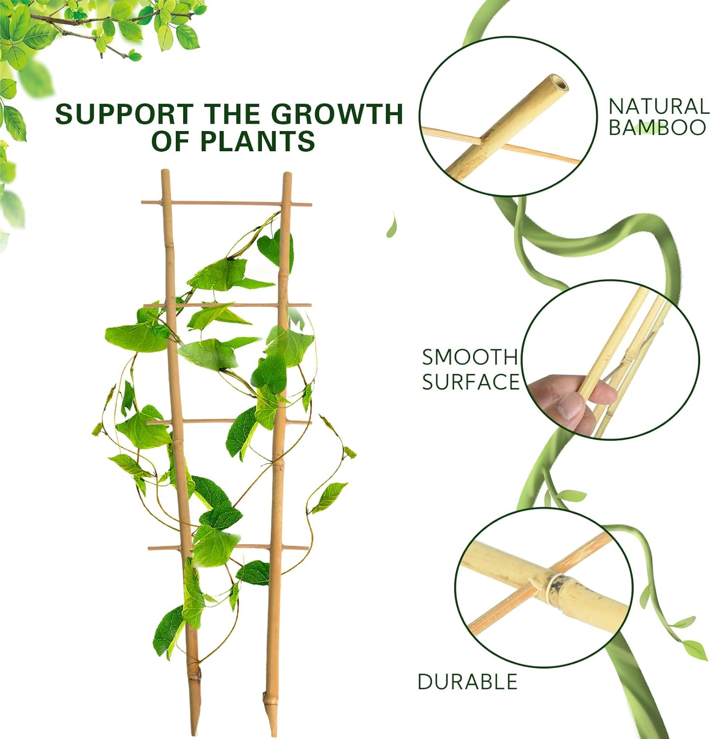Bamboo Trellis 2FT 3 Pack, S2 Natural Bamboo Plant Ladder Stakes 24 Inch, Fan-Shaped Plant Support Stand for Orchid Vines, Monarchs, Ivy and Other Plants Climbing, Help Plant Growth-VerdiqueGarden