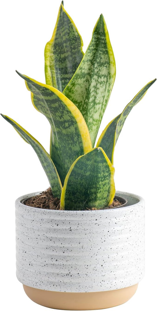 Costa Farms Snake Plant, Easy Care Live Indoor Plant in Décor Planter, Beautiful Clean Air Purifying Houseplant, Boho Home and Room Décor, Housewarming Gift, 8-Inches Tall-VerdiqueGarden