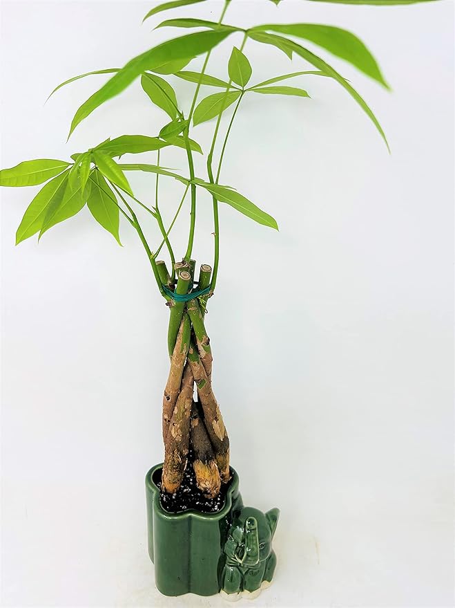 Jmbamboo - Live 10"-12" Money Tree Bonsai-and elephant ceramic pot.-VerdiqueGarden