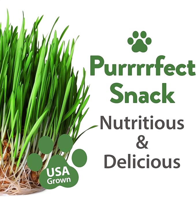 HOME GROWN 2,160+ Cat Plant Seeds Mix – 𝗡𝗢𝗡-𝗚𝗠𝗢 𝗨𝗦𝗔-𝗦𝗢𝗨𝗥𝗖𝗘𝗗 Heirloom Catnip, Lemongrass, Licorice, Thyme & Valerian – Pet-Friendly Indoor Garden Refill Kit for Cats & Kittens-VerdiqueGarden