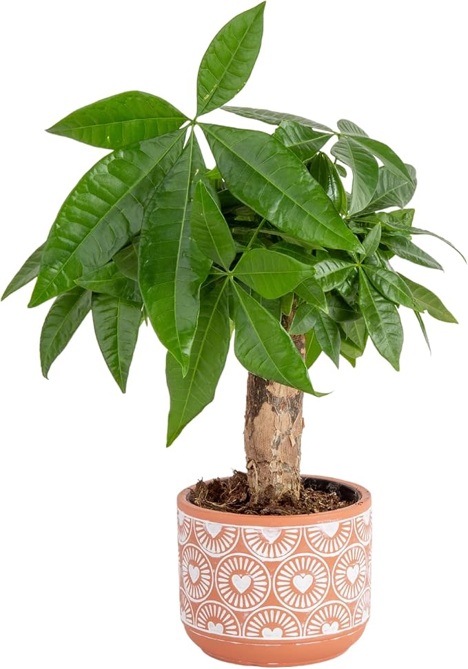 Costa Farms Money Tree, Small Easy to Grow Live Indoor Plant, Live Houseplant in Indoor Plant Pot, Bonsai Potted in Potting Soil, Birthday, Housewarming, Tabletop and Office Home Decor, 10-Inches Tall-VerdiqueGarden