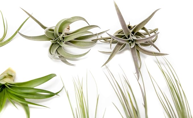 12 Pack of Classic Air Plants Variety - Live Succulent House Plants - Available in Wholesale and Bulk - Home and Garden Decor - Easy Care Indoor/Outdoor Air Plant-VerdiqueGarden