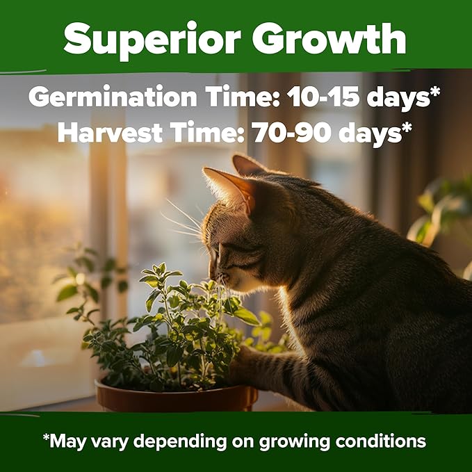 HOME GROWN 𝗨𝗦𝗔 𝗣𝗥𝗘𝗠𝗜𝗨𝗠 Catnip Seeds (Bulk Pack) 𝗡𝗢𝗡-𝗚𝗠𝗢 Heirloom Herb 2,116 Seeds - Indoor or Outdoor Seed - High-Germination Cat Nip - Cat Safe Plants (Nepeta cataria)-VerdiqueGarden