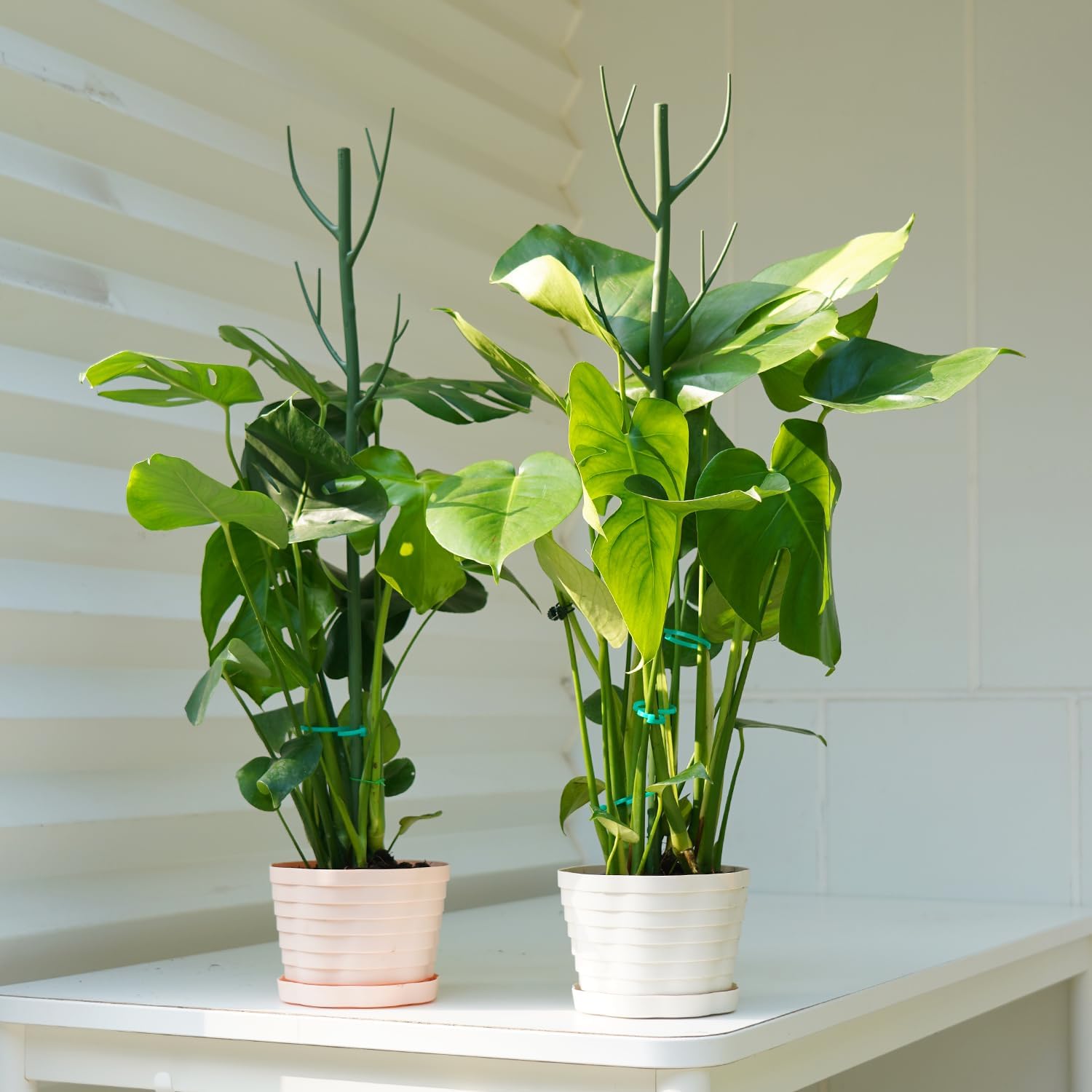 8 Pack Monstera Plant Support Stakes, 27.5inch Detachable Twig Plant Support Stakes with 12 Orchid Clips, 8 Twist Clips 65ft Twist Ties - Ideal Plant Stakes for Indoor Outdoor Plants-VerdiqueGarden