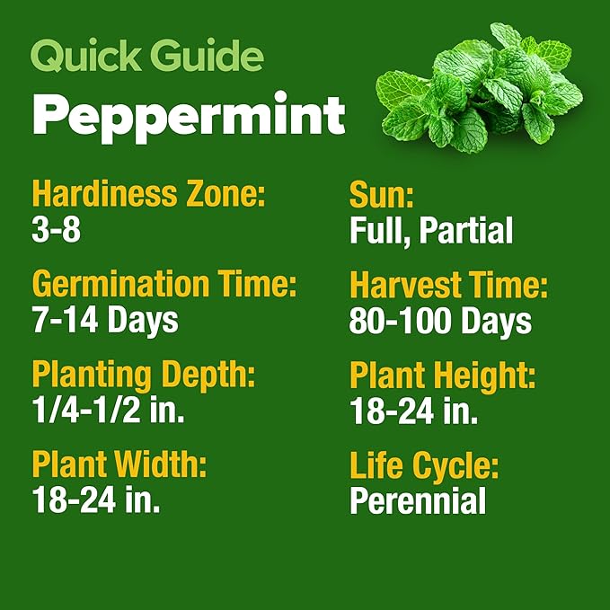 HOME GROWN Peppermint Seeds 2 Pack (Mentha × piperita) – 4,740 Heirloom Mint Seeds for Planting – 𝗡𝗢𝗡-𝗚𝗠𝗢, 𝗨𝗦𝗔-𝗦𝗢𝗨𝗥𝗖𝗘𝗗 – Grow Indoors or Outdoors, Kitchen Herb Garden Favorite-VerdiqueGarden