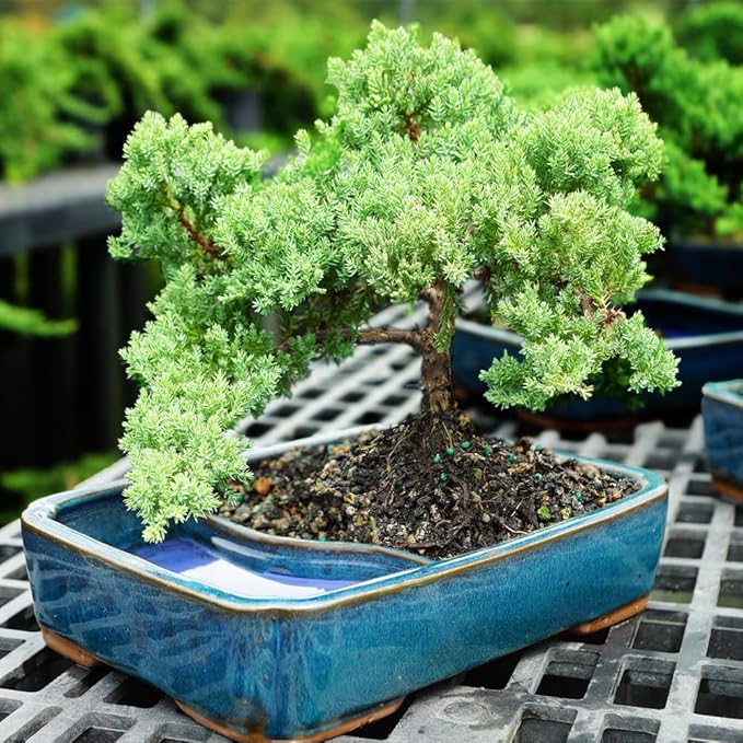 Brussel's Bonsai Live Green Mound Juniper Bonsai Tree - Medium, 5 Year, 6 to 10 Inches - Outdoor Bonsai Tree Live with Water Bonsai Pot (Not Sold in California)-VerdiqueGarden