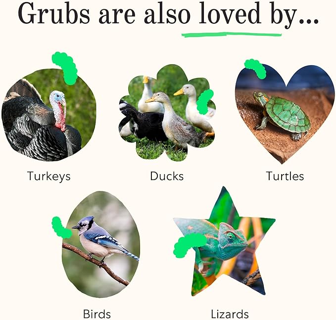 Grubblies - Black Soldier Fly Larvae for Chickens - Chicken Treats Grown in The US and Canada - for Strong Eggshells and Healthy Feathers - Grubblies Hometown Harvest 1LB-VerdiqueGarden