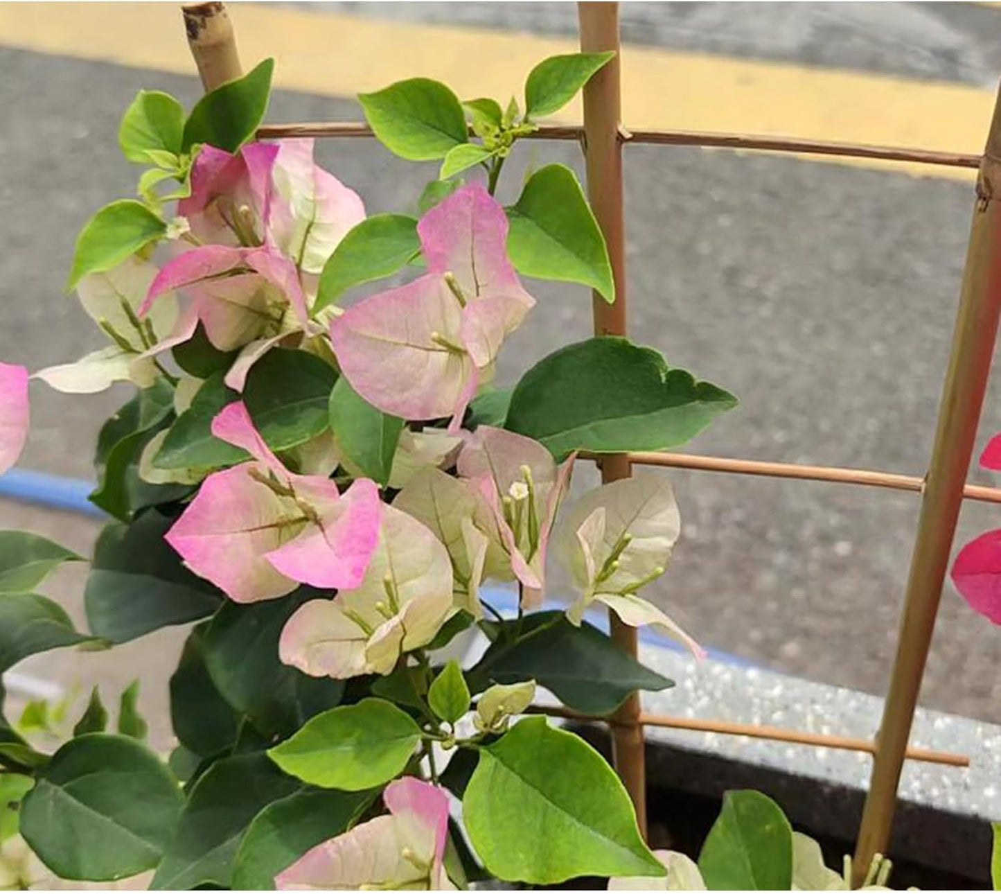 5 Pack 16" Bamboo Trellis for Climbing Plants-Natural Garden Ladder Fan -Shaped Plants Support Trellis for Potted Plant Decor in Door-VerdiqueGarden