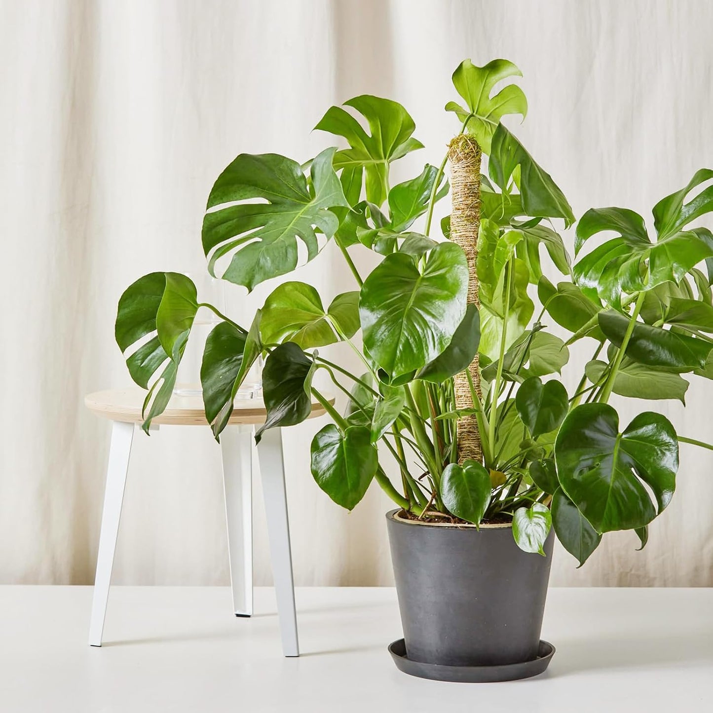 48 Inch Bendable Moss Pole for Plants Monstera, Coir Plant Pole Stick, Support Stake for Climbing Plants Indoor, Pothos, Philodendron, Moss Pole kit, Plant Support Stake for Plants Indoor-VerdiqueGarden