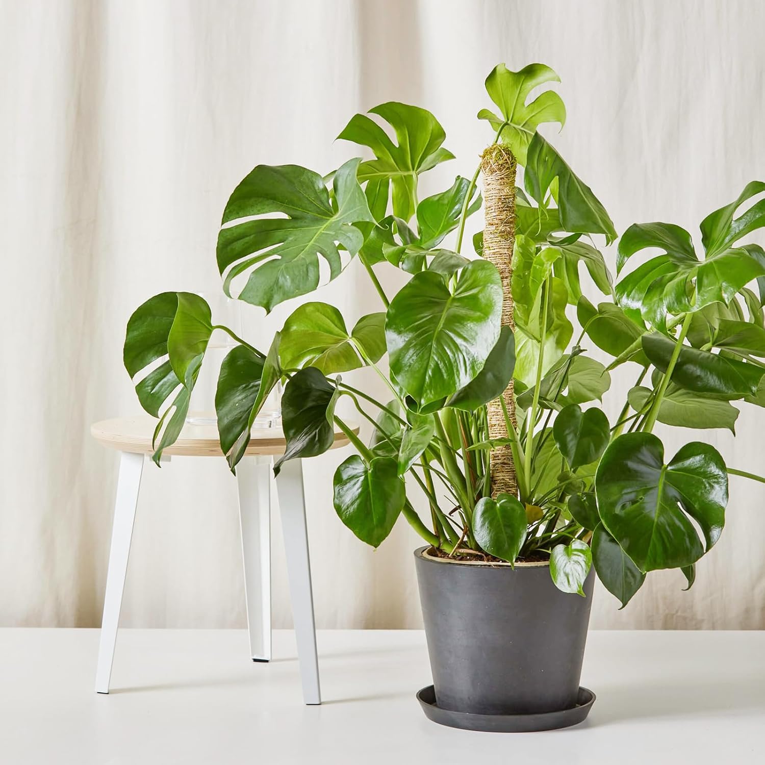 48 Inch Bendable Moss Pole for Plants Monstera, Coir Plant Pole Stick, Support Stake for Climbing Plants Indoor, Pothos, Philodendron, Moss Pole kit, Plant Support Stake for Plants Indoor-VerdiqueGarden