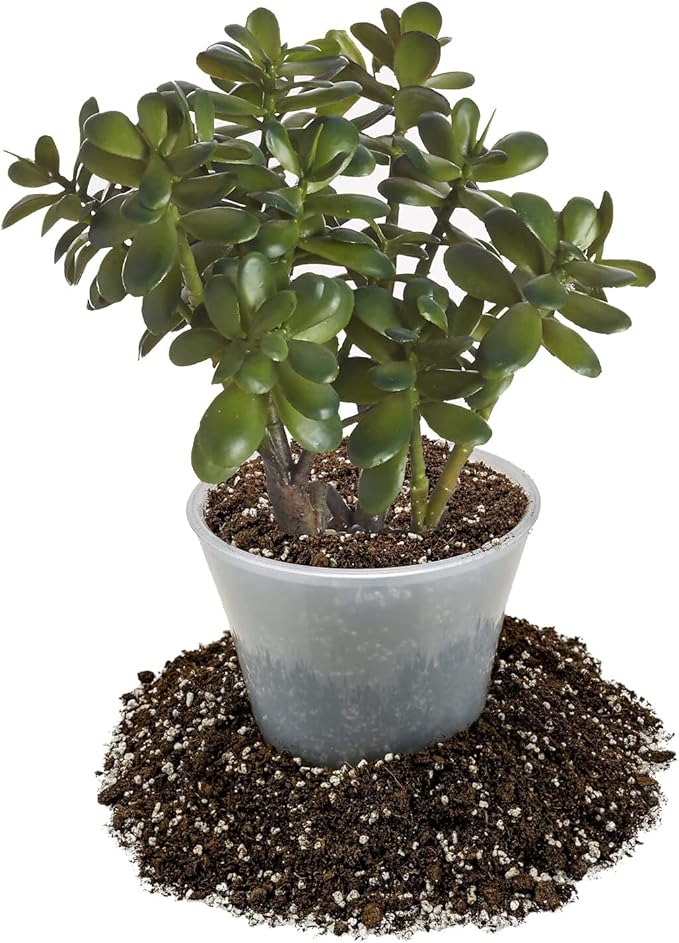 Premium Jade Plant Potting Soil Mix - (2 Quart Bag)-VerdiqueGarden