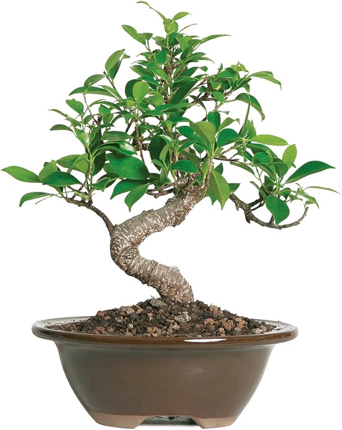 Brussel's Bonsai Live Golden Gate Ficus Indoor Bonsai Tree - Small, 4 Years, 5 to 8 In - Live Bonsai Tree in Ceramic Bonsai Pot-VerdiqueGarden