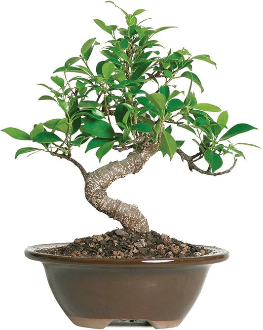 Brussel's Bonsai Live Golden Gate Ficus Indoor Bonsai Tree - Small, 4 Years, 5 to 8 In - Live Bonsai Tree in Ceramic Bonsai Pot-VerdiqueGarden