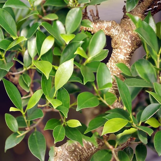 Brussel's Bonsai Live Golden Gate Ficus Indoor Bonsai Tree - Large, 10 Years, 16 to 20 In - Live Bonsai Tree in Ceramic Bonsai Pot-VerdiqueGarden