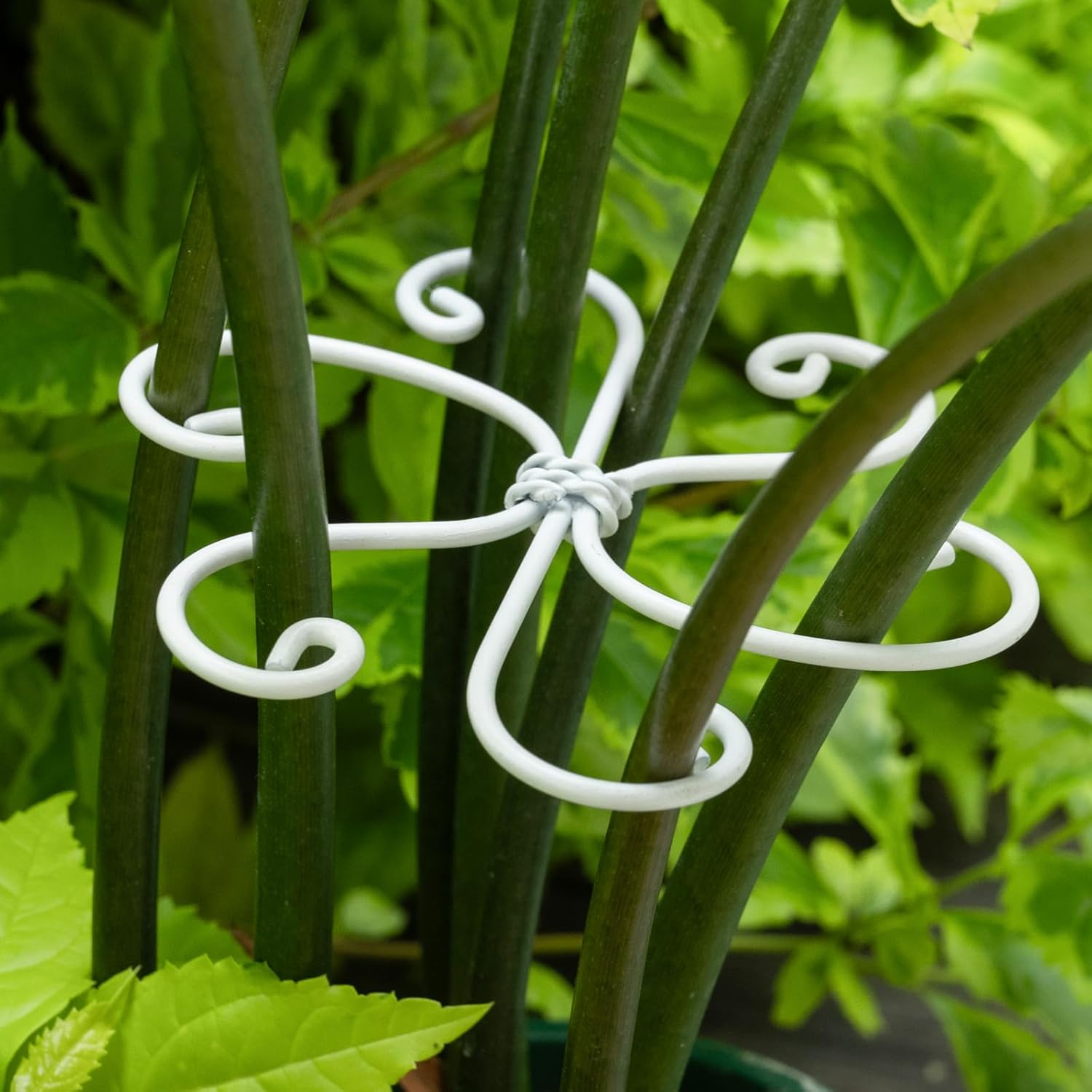 5PCS Monstera Plant Support Hook White 4.1 * 4.1 Inch – Set of 5 Durable Metal Stem Stabilizer Clips & Soft Grip Leaf Holders for Healthy Growth of Monstera & Fishbone Cactus-VerdiqueGarden