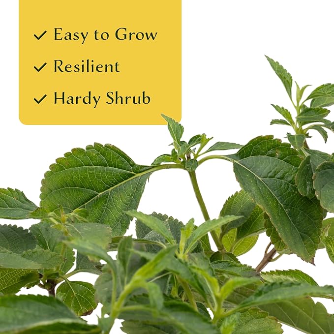 12 Dallas Red Lantana | Live Plants in 2.5-inch Nursery Cubes | Lantana Camara 'Dallas Red' Variety | Hardy Evergreen Perennial Shrub | Fiery Vibrant Blooms for Home & Garden-VerdiqueGarden