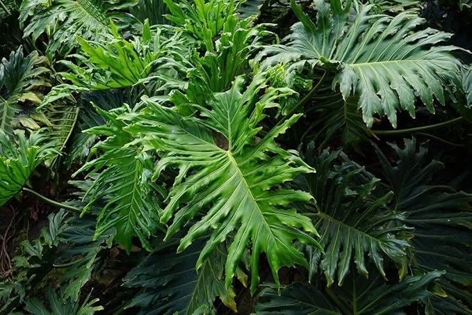 Split Leaf Philodendron Soil Blend - Specially Designed for Unique Plant Needs - 4 Quart-VerdiqueGarden
