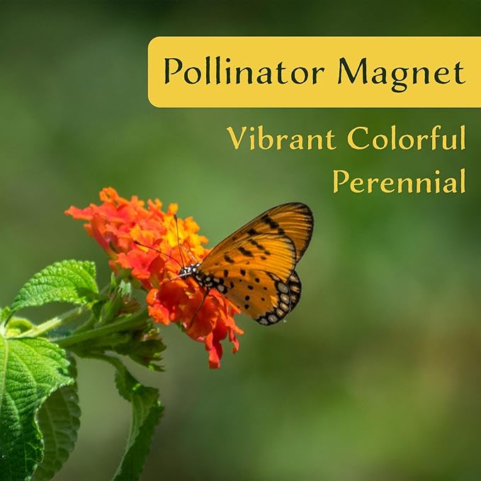 12 Dallas Red Lantana | Live Plants in 2.5-inch Nursery Cubes | Lantana Camara 'Dallas Red' Variety | Hardy Evergreen Perennial Shrub | Fiery Vibrant Blooms for Home & Garden-VerdiqueGarden