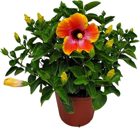 Hibiscus Bush - Fiesta Flower - Tropical Plants of Florida - Overall Height 22" to 26" (Plant Only)-VerdiqueGarden