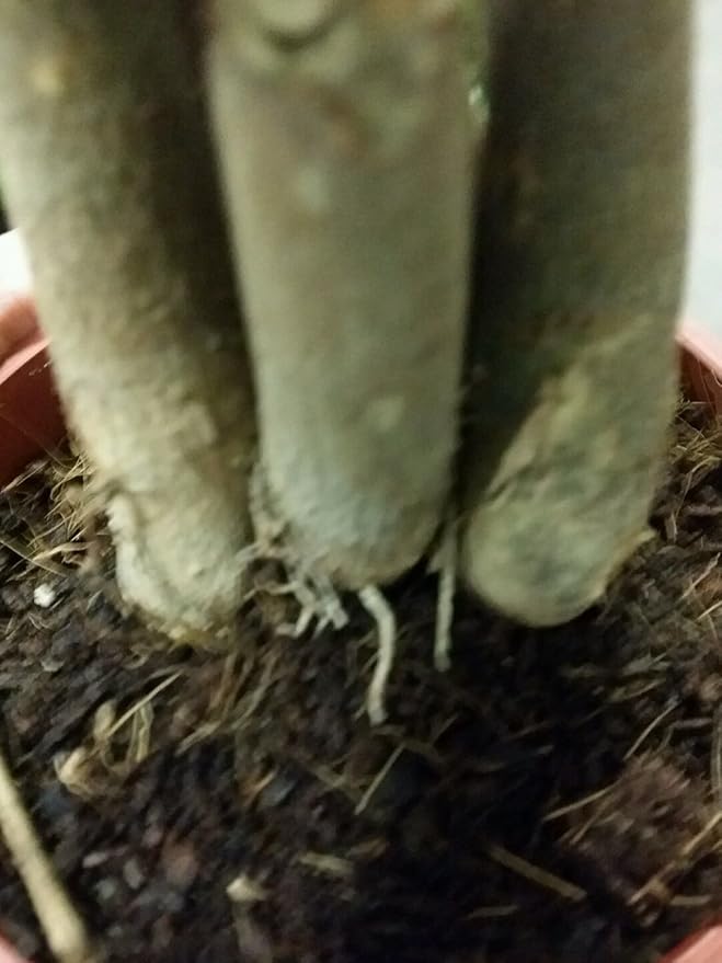 LOUSBONSAINUSERY BRAIDED MONEY TREE-VerdiqueGarden