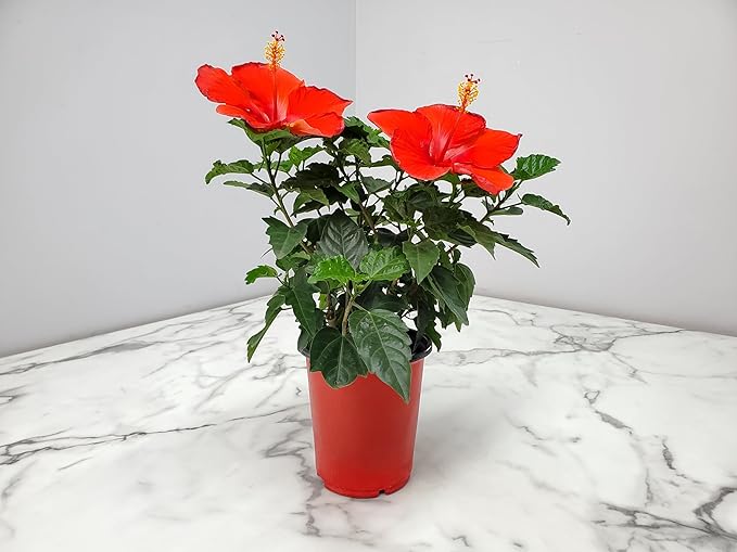 Tropical Plants of Florida - Red Hibiscus Bush Dwarf - Flowering Plants Live - 12" to 16" Overall Height - 1 Gallon Planter (Plant Only)-VerdiqueGarden