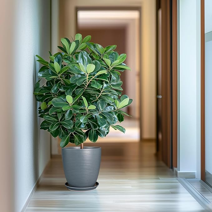 10 Inch Ceramic Planter Round Plant Pots for Plants Indoor Outdoor Glaze Large Flower Pot with Drainage Hole and Saucer Gray-VerdiqueGarden