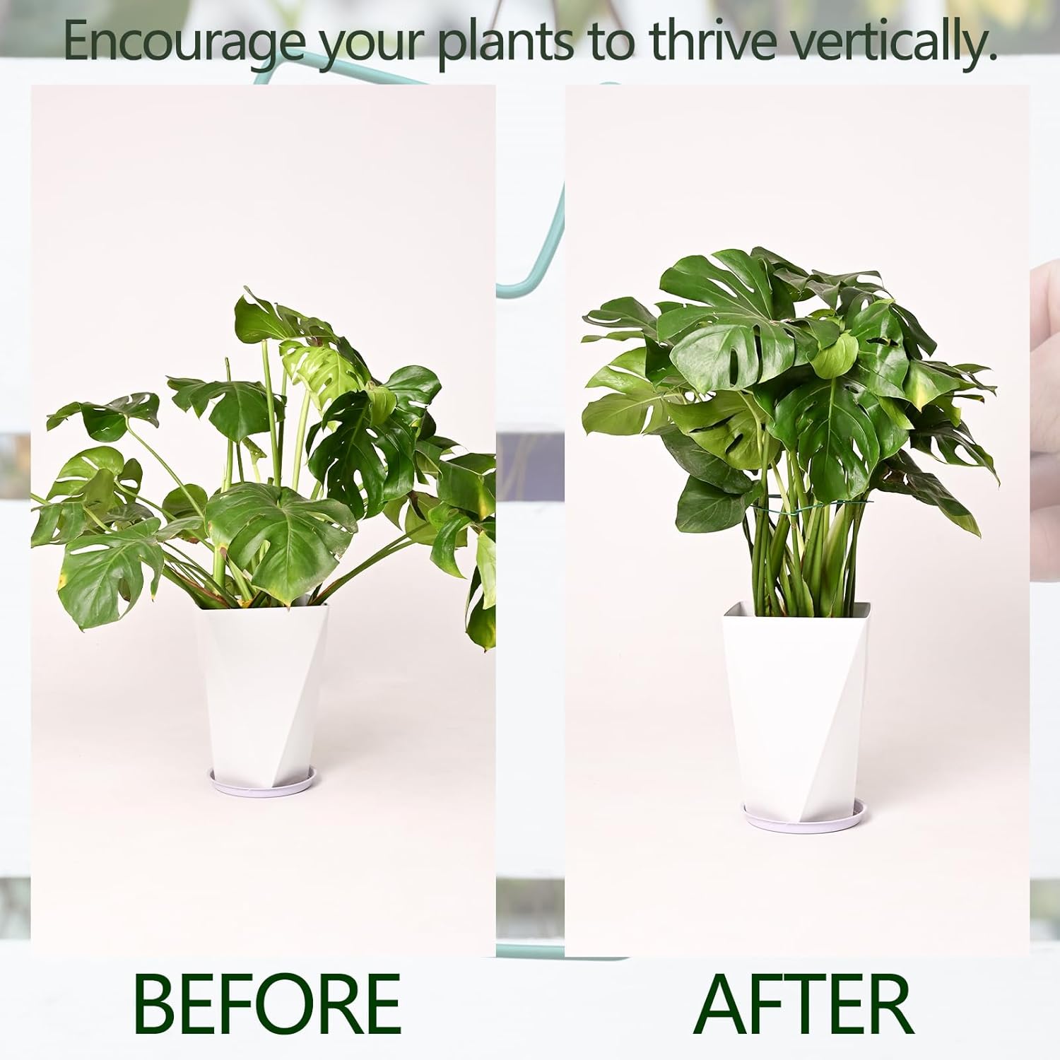 5PCS Green Monstera Plant Stem Support - 11x9.4 Adjustable Fishbone Cactus Stake Holder, Durable, Sturdy Design, Easy Installation, Gentle Grip for Indoor Plants-VerdiqueGarden