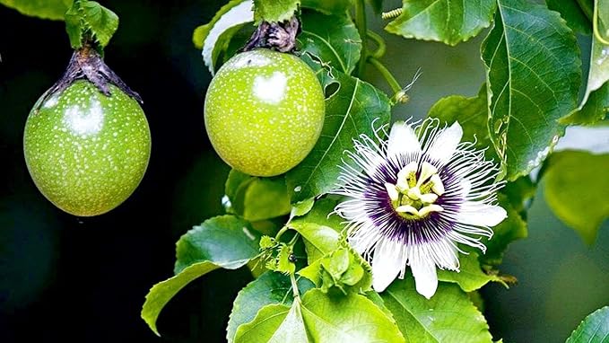 Premium Passion Fruit Potting Soil Mix - Perfect Balance of Nutrients, Drainage, and Aeration for Thriving Passion Fruit Vines - 10 Quart-VerdiqueGarden