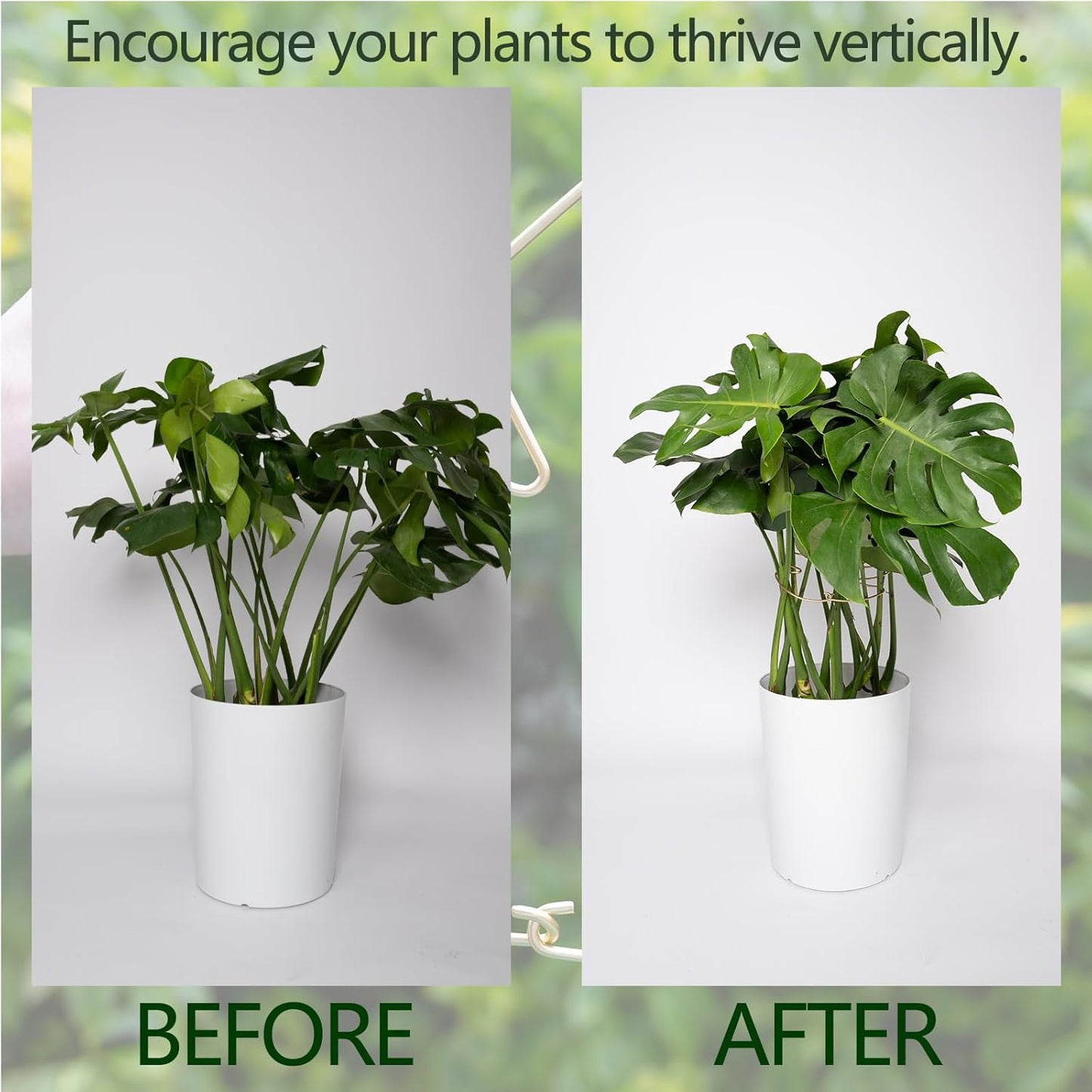 Monstera Plant Support Stem Stabilizer 9 * 7.6 inches- Durable Leaf Holder & Adjustable Stake for Fishbone Cactus, Easy to Install Garden Tool for Optimal Growth in Indoor Plants-VerdiqueGarden