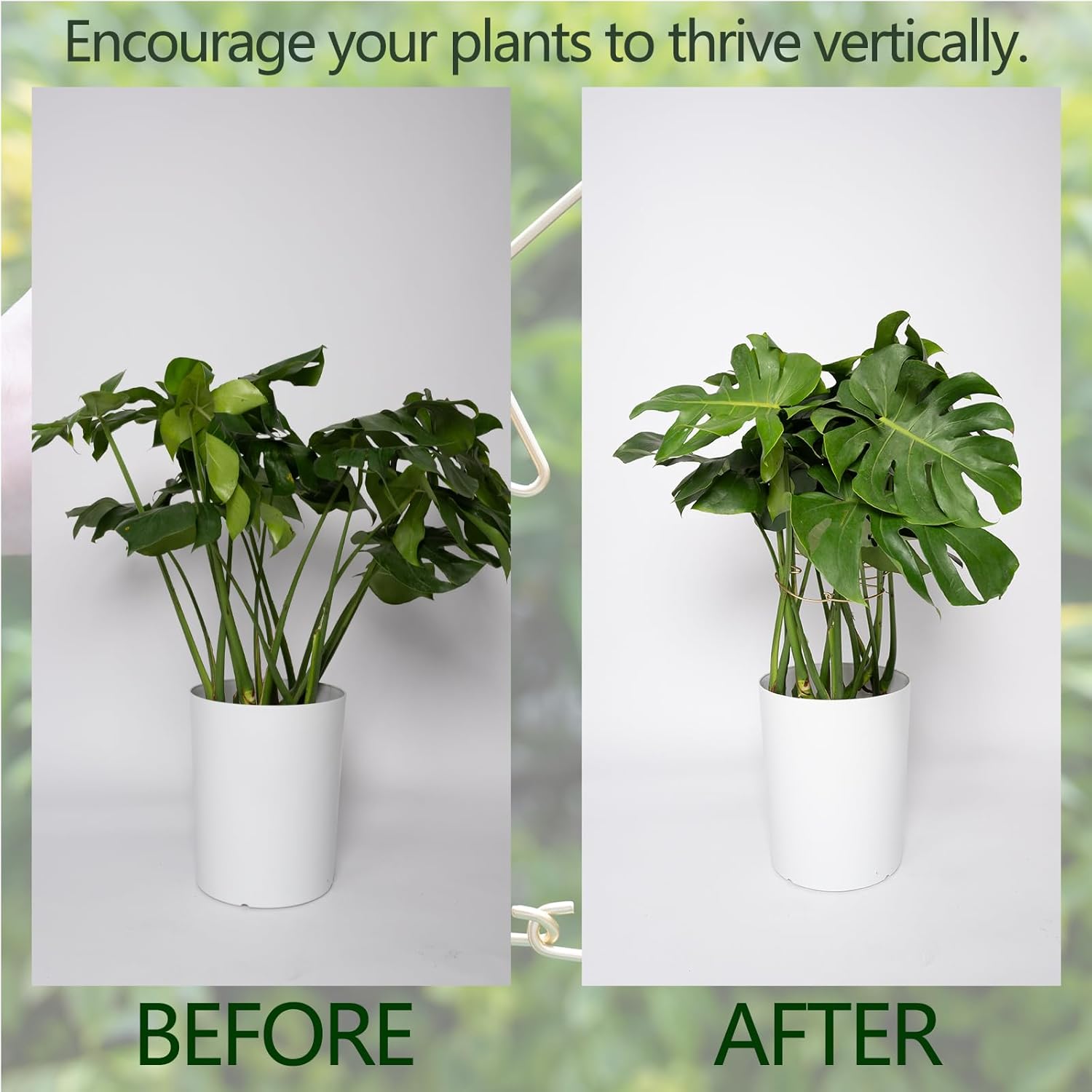 Monstera Plant Support Stem Stabilizer 9 * 7.6 inches- Durable Leaf Holder & Adjustable Stake for Fishbone Cactus, Easy to Install Garden Tool for Optimal Growth in Indoor Plants-VerdiqueGarden