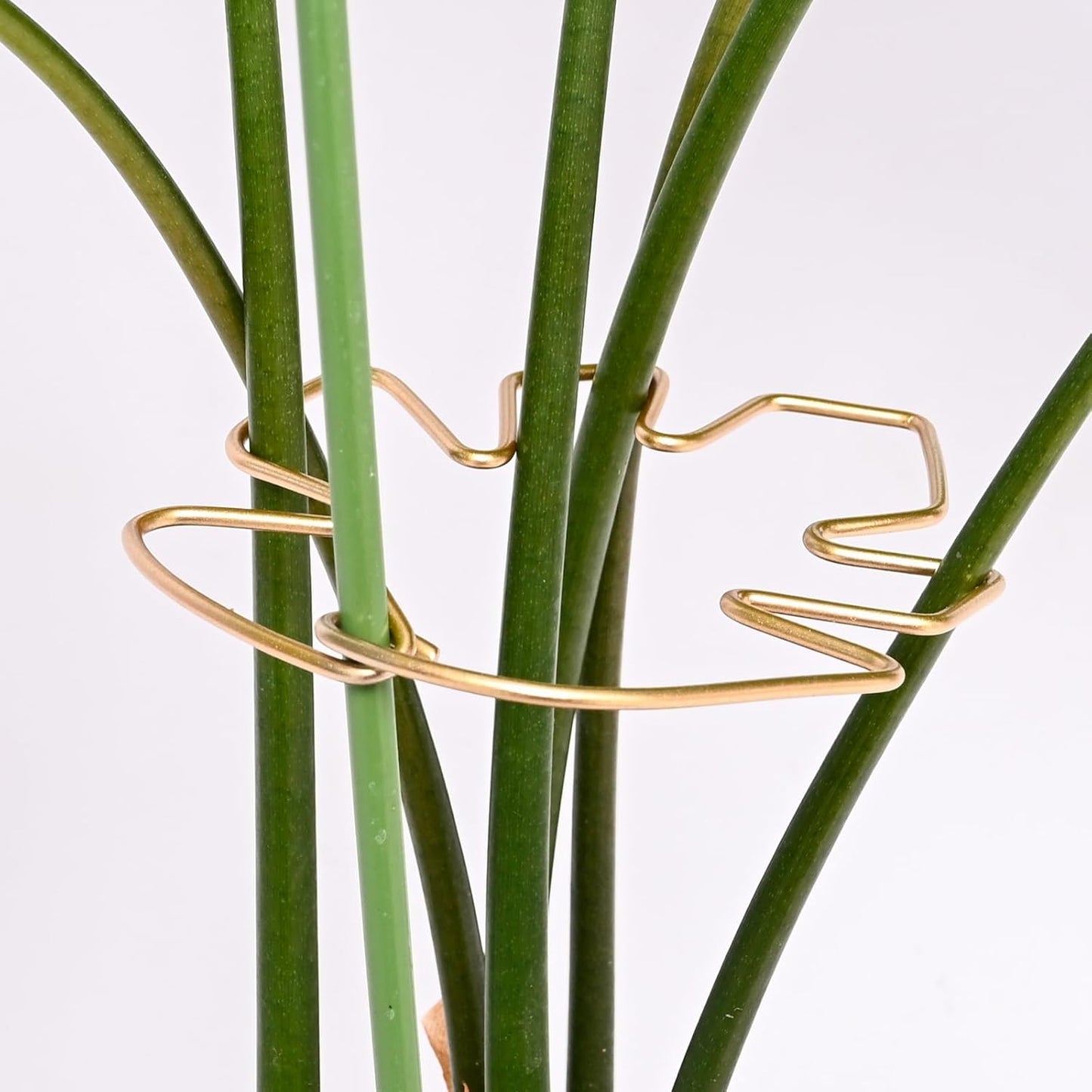 5.5 * 4.7IN Monstera Stem Support Stake with Clips - 5Pcs Durable Climbing Plant Support for Monstera, Fishbone Cactus, Easy Installation, for Plant Lovers-VerdiqueGarden