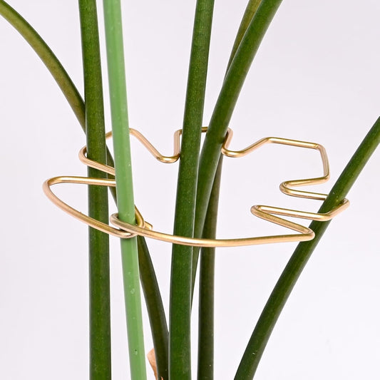 5.5 * 4.7IN Monstera Stem Support Stake with Clips - 5Pcs Durable Climbing Plant Support for Monstera, Fishbone Cactus, Easy Installation, for Plant Lovers-VerdiqueGarden