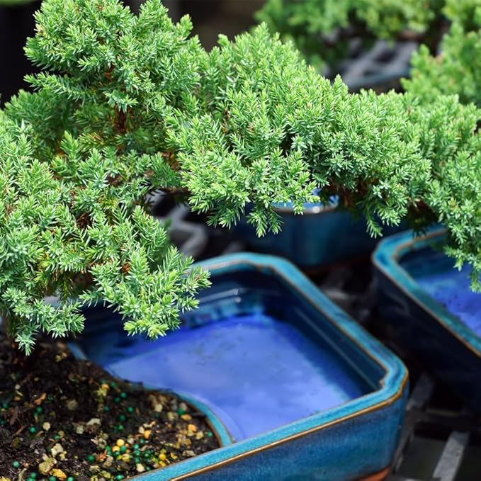 Brussel's Bonsai Live Green Mound Juniper Bonsai Tree - Medium, 5 Year, 6 to 10 Inches - Outdoor Bonsai Tree Live with Water Bonsai Pot (Not Sold in California)-VerdiqueGarden
