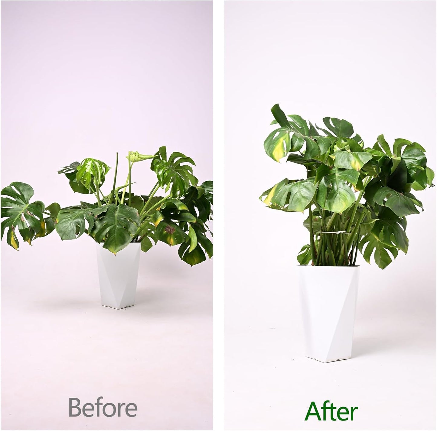 6.5 * 6.5in Monstera Plant Support Hook 5PCS - Durable Stabilizer & Leaf Holder for Indoor Plants, Flexible Installation & Soft Grip Design - Perfect for Fishbone Cactus and Other Houseplants-VerdiqueGarden