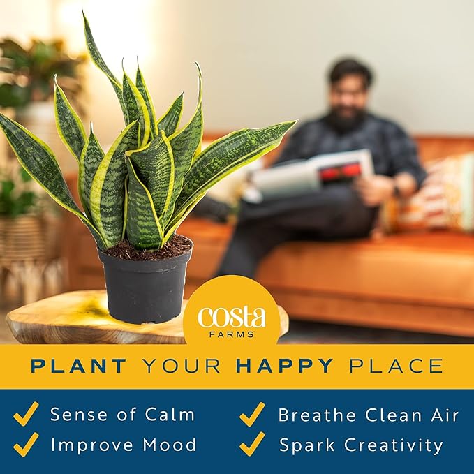 Costa Farms Sansevieria Grower's Choice Snake Live Indoor Plant, 12-Inches Tall, Grower Pot-VerdiqueGarden