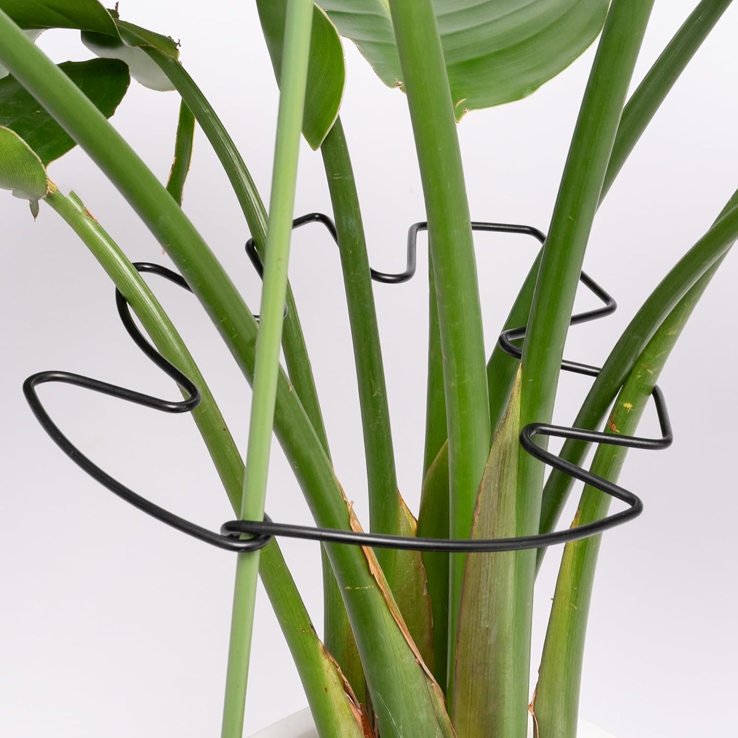 5PCS Black Monstera Plant Stem Support 9x7.6in - Adjustable & Durable Indoor Plant Stake for Cactus and Climbing Plants - Ideal Leaf Support for Gardening & Home Decor-VerdiqueGarden