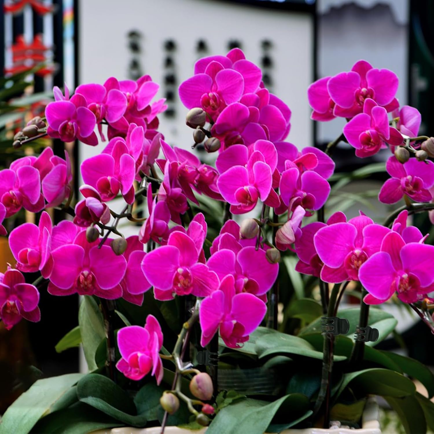 AccEncyc 50 Pcs Large Plant Clips Orchid Clips Plant Orchid Support Clips Flower Vine Clips for Supporting Stems Vines Stalks Climbing Plants Grow Upright-VerdiqueGarden