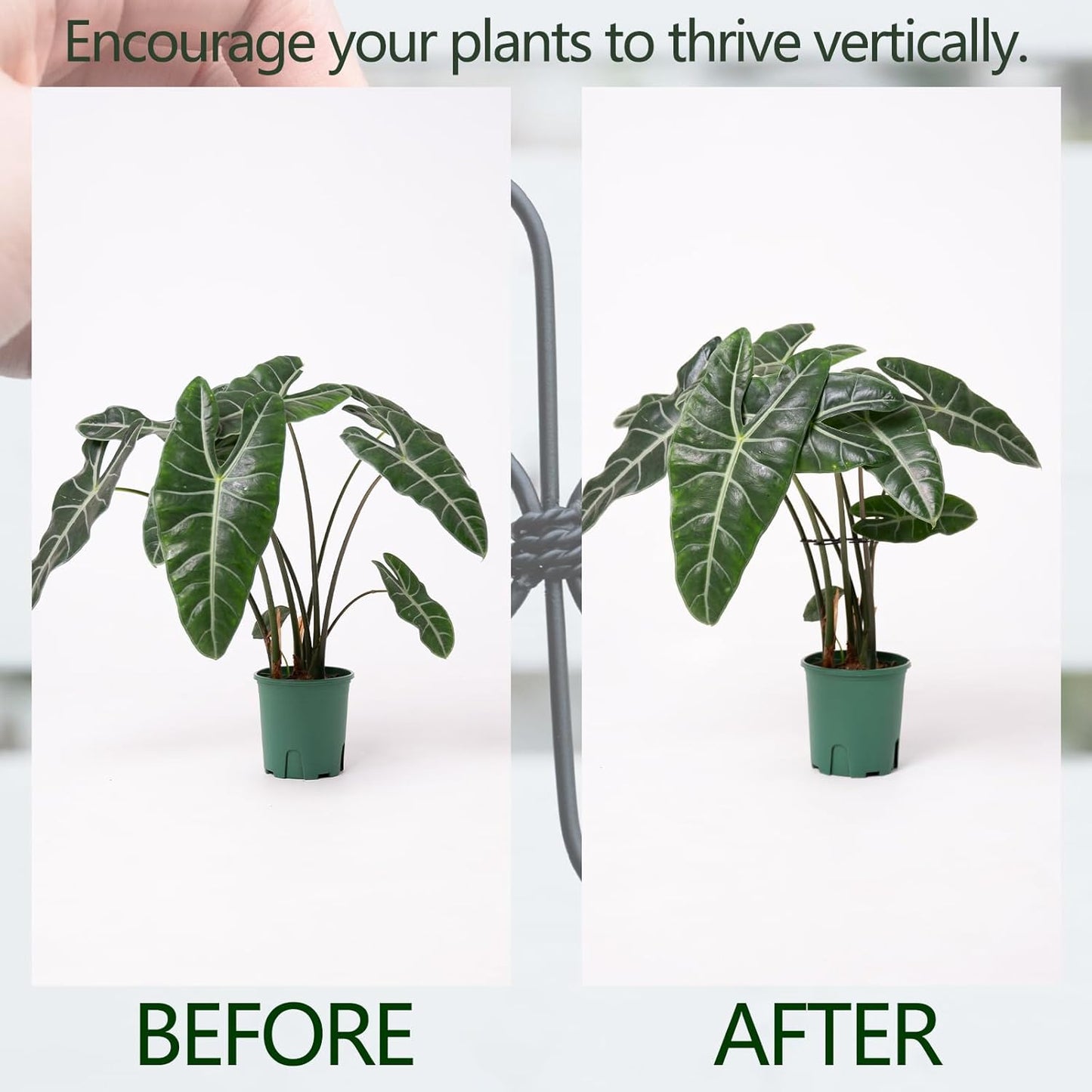 Monstera Plant Support Hook - 4.1x4.1IN 5PCS, Durable Adjustable Stem Support System, Gentle Protection for Monstera and Fishbone Cactus, Professional Indoor Plant Stabilizer-VerdiqueGarden