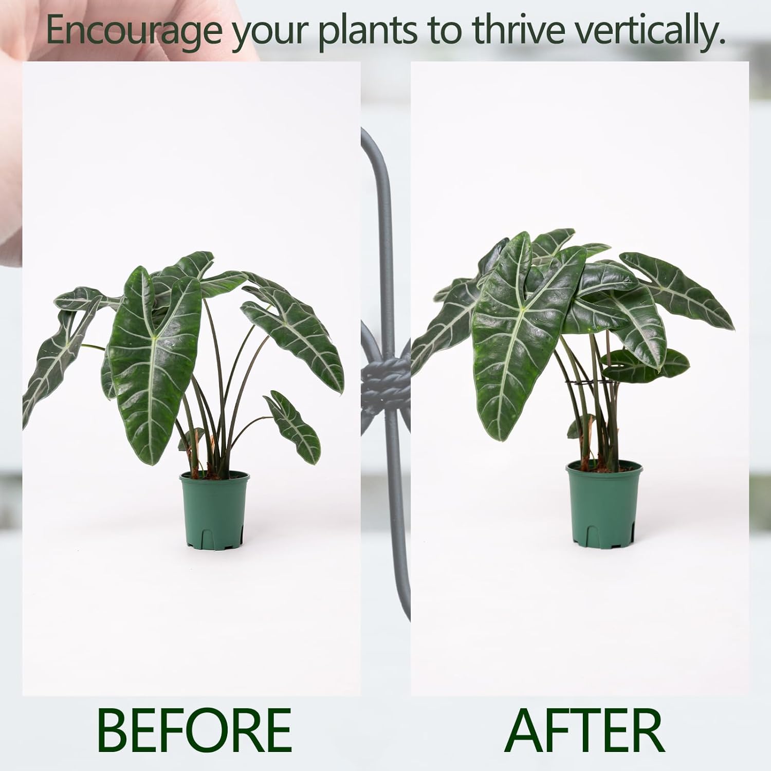 Monstera Plant Support Hook - 4.1x4.1IN 5PCS, Durable Adjustable Stem Support System, Gentle Protection for Monstera and Fishbone Cactus, Professional Indoor Plant Stabilizer-VerdiqueGarden